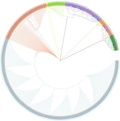 Genome-wide analysis of the WOX gene family and function exploration of RhWOX331 in rose (R. ‘The Fairy’)